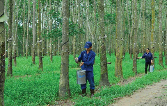 Tiếp tục tìm nhà đầu tư chiến lược, cổ phần VRG có "mang đến lại mang về"?