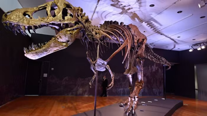 Chiêm ngưỡng hoá thạch khủng long đắt giá nhất trên thế giới