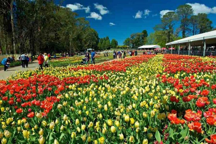 “Quên lối về” giữa ngàn hoa Floriade