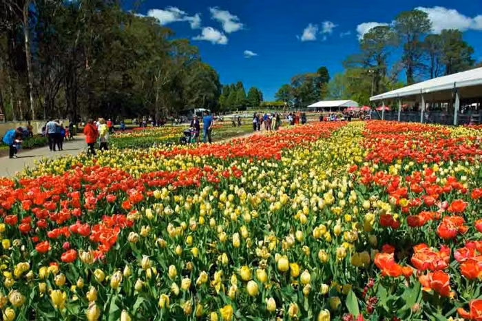 “Quên lối về” giữa ngàn hoa Floriade
