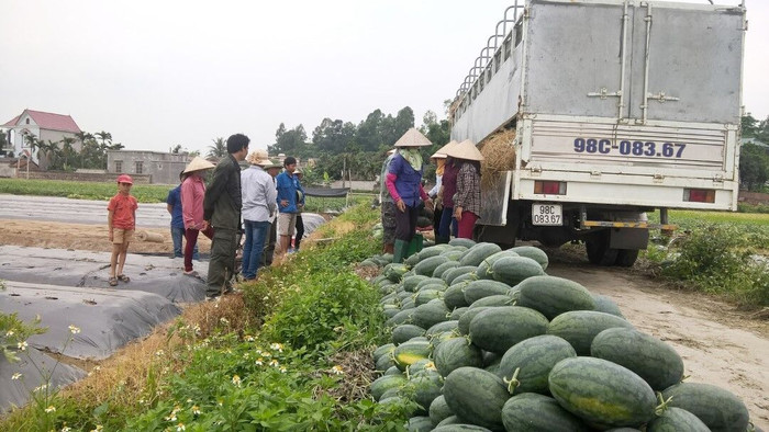 Những điều cần biết khi xuất khẩu dưa hấu sangTrung Quốc