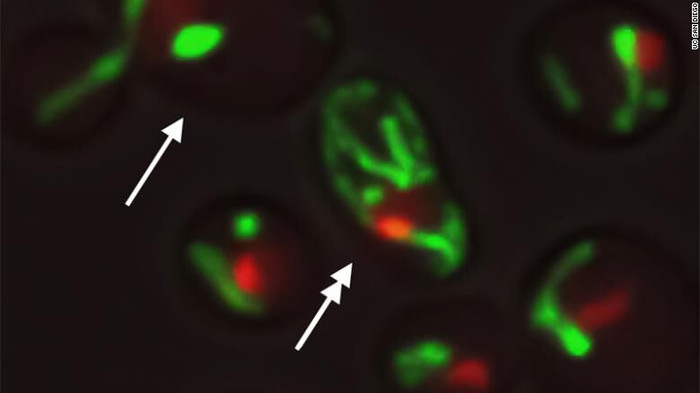 Thêm cơ hội gia tăng khả năng "trì hoãn sự lão hoá" ở con người ảnh 1 Thêm cơ hội gia tăng khả năng "trì hoãn sự lão hoá" ở con người ảnh 1