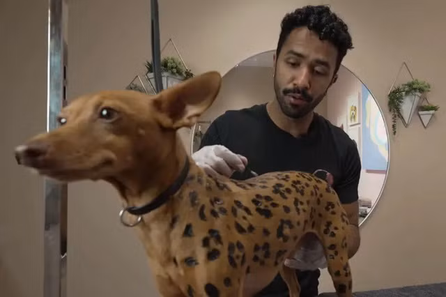 tạo kiểu lông cho thú cưng