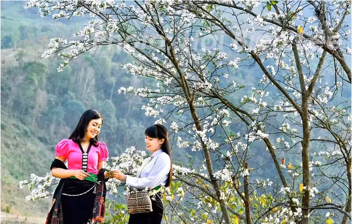 Sơn nữ bên hoa Ban. Ảnh: Sưu tầm