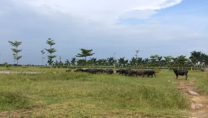Yêu cầu tiếp tục làm rõ loạt dự án đô thị bỏ hoang tại huyện Mê Linh