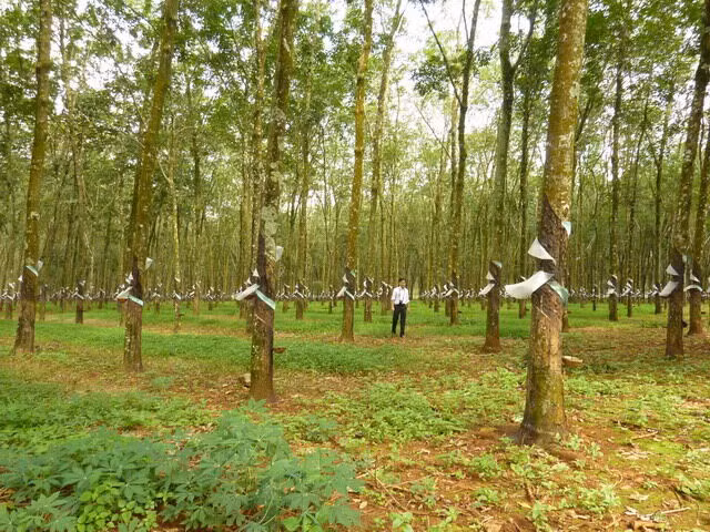 Đồng Nai thu hồi gần 1.800ha đất của Công ty Cao su Đồng Nai