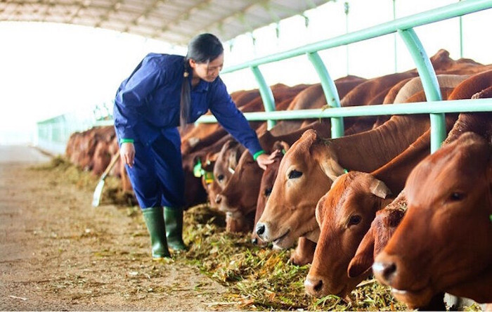 Hoàng Anh Gia Lai "oằn mình" trả lãi vay, ngân hàng cũng khóc