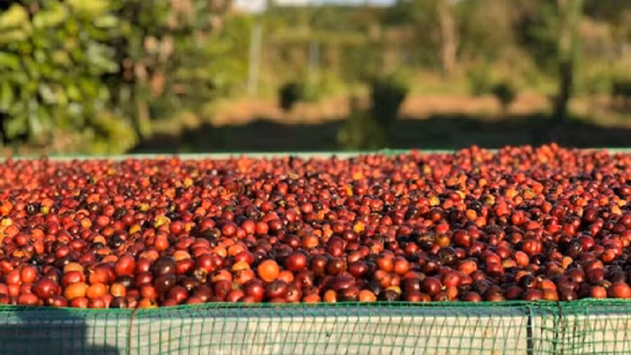 2 tháng đầu năm, kim ngạch xuất khẩu nông sản giảm 2,8% vì dịch Covid-19