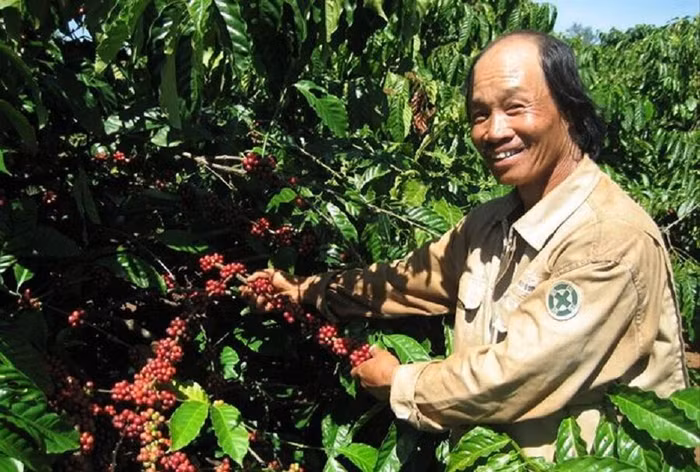 Cà phê Việt Nam 'không tự quyết được giá'