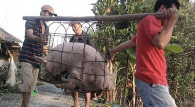 Thương lái Trung Quốc lại đẩy giá rồi lặn mất