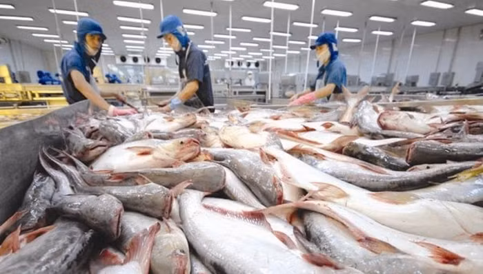 Xuất khẩu cá tra sang các nước trong CPTPP tăng trưởng ấn tượng
