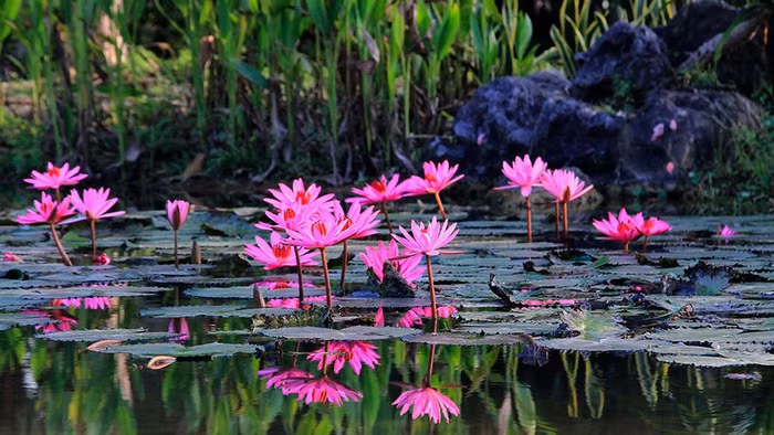 Hoa ở Cuc Phuong Resort