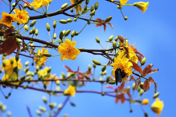 Cây mai 2 tỷ đồng tái xuất ở Đà Nẵng ảnh 5