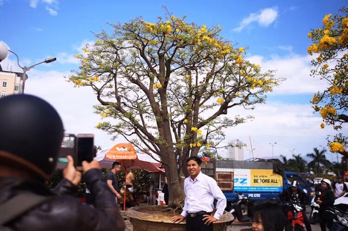 Cây mai 2 tỷ đồng tái xuất ở Đà Nẵng ảnh 6