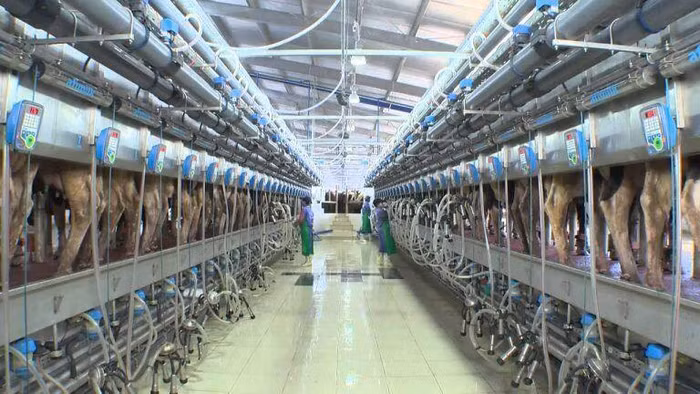 Sữa nguyên liệu TH hoàn toàn không tiếp xúc với không khí mà được làm lạnh ngay lập tức sau khi ra khỏi bầu vú bò.