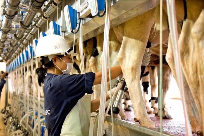 Sữa nguyên liệu TH true MILK không tiếp xúc với không khí giây nào và được làm lạnh ngay.