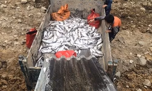 Cá hồi Sa Pa chết hàng loạt chưa rõ nguyên nhân