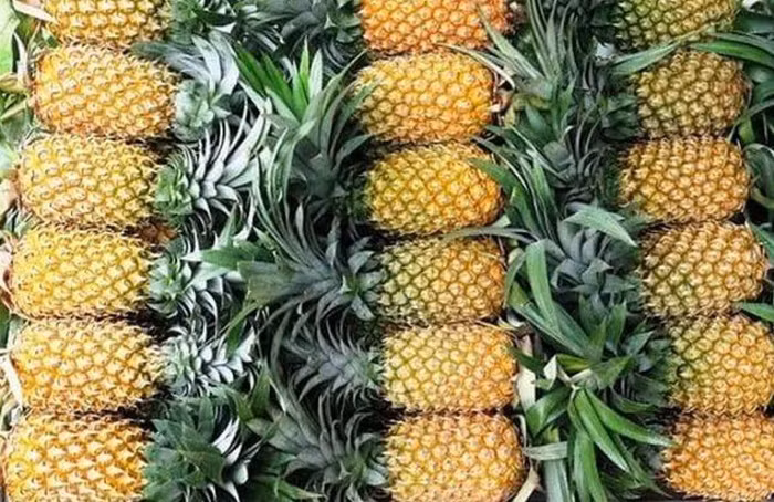 Những lưu ý đối với doanh nghiệp khi xuất khẩu dứa sang châu Âu