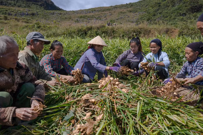 Dự án đã góp phần tạo công ăn việc làm, tăng thêm thu nhập cho hàng nghìn lao động địa phương và người yếu thế.