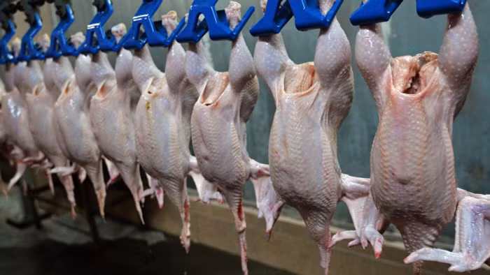 Việt Nam phấn đấu xuất khẩu thịt gà chế biến sang các thị trường lớn