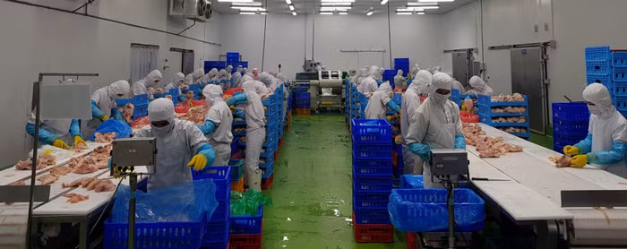 xuất khẩu thịt gà