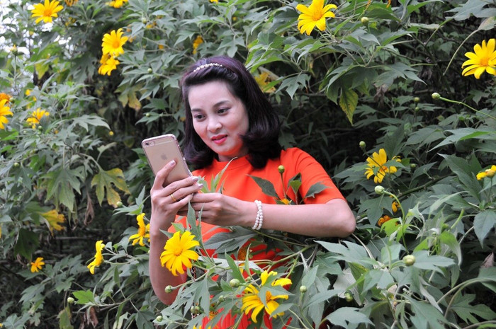 Lên Ba Vì ngắm Dã Quỳ vàng rực ảnh 4 Lên Ba Vì ngắm Dã Quỳ vàng rực ảnh 4