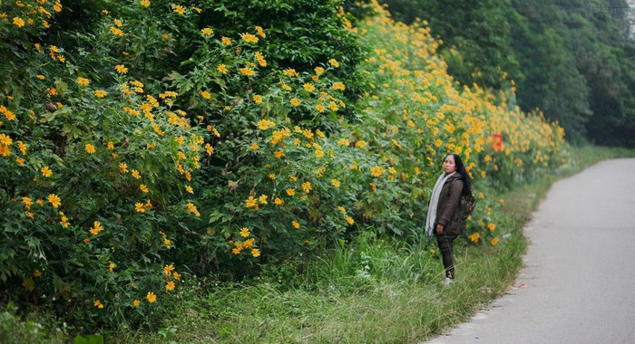 Lên Ba Vì ngắm Dã Quỳ vàng rực ảnh 5 Lên Ba Vì ngắm Dã Quỳ vàng rực ảnh 5