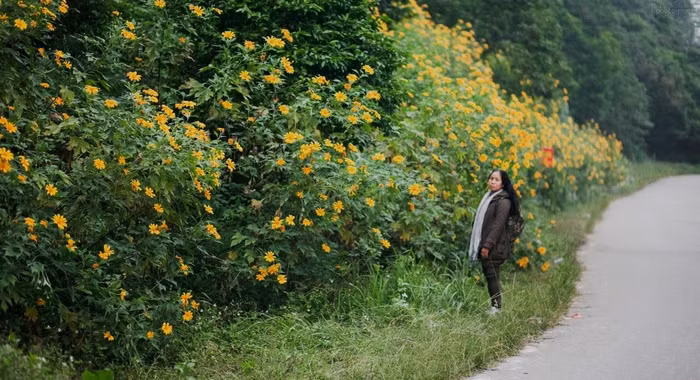 Lên Ba Vì ngắm Dã Quỳ vàng rực ảnh 5