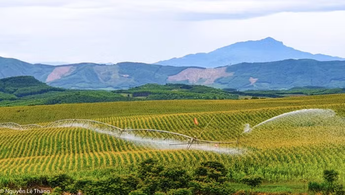 Những cánh đồng nguyên liệu của trang trại TH được trang bị nhiều máy móc hiện đại hàng đầu thế giới - Ảnh: TH