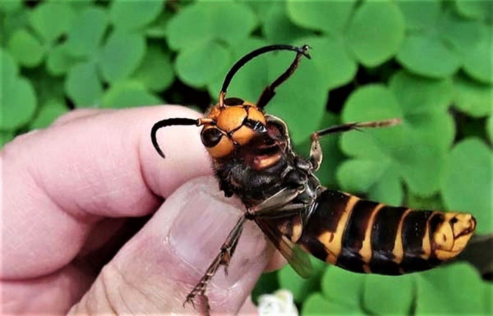 Top 10 vấn đề trên Nat Geo năm 2020: Sự thống trị của Covid-19! ảnh 4