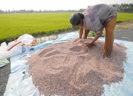 Miễn thuế VAT cho doanh nghiệp phân bón: Lợi bất cập hại