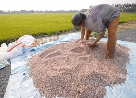 Miễn thuế VAT cho doanh nghiệp phân bón: Lợi bất cập hại