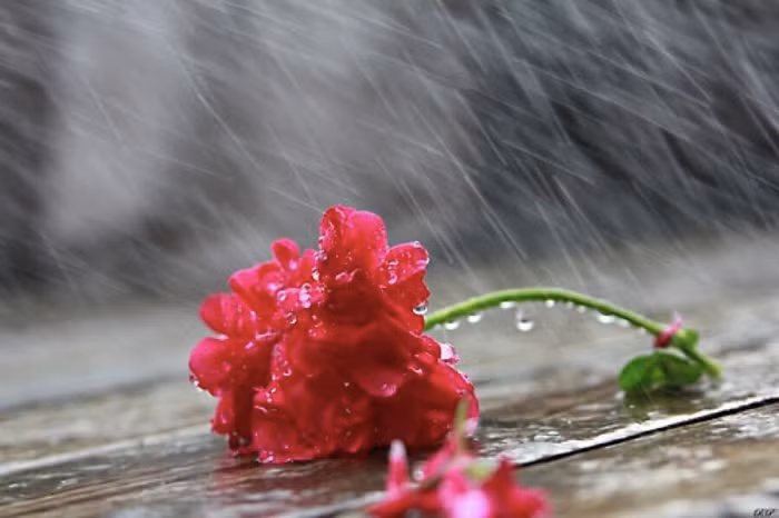 Khi “chén ngọc” rớt xuống trần gian