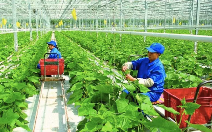 Năm 2019, 17 dự án trị giá hơn 20.000 tỷ đồng đổ vào nông nghiệp