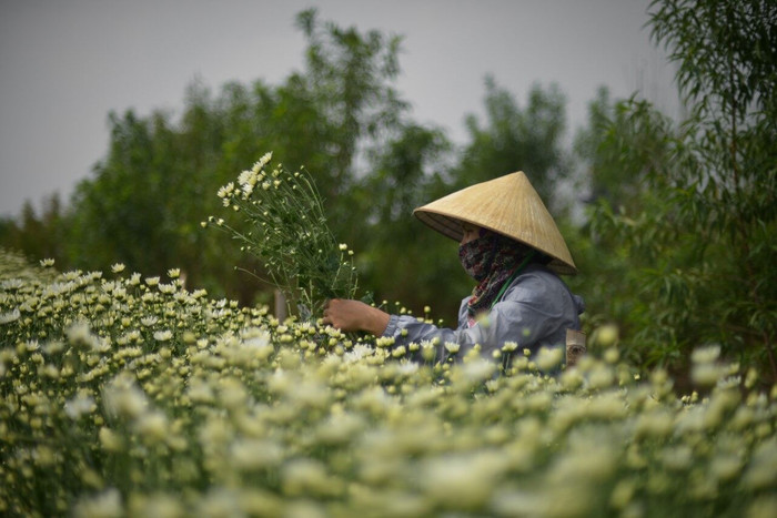 Cúc Họa Mi xuống phố