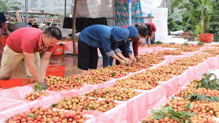 Bắc Giang lên kịch bản tiêu thụ vải thiều để hạn chế ảnh hưởng của dịch Covid-19
