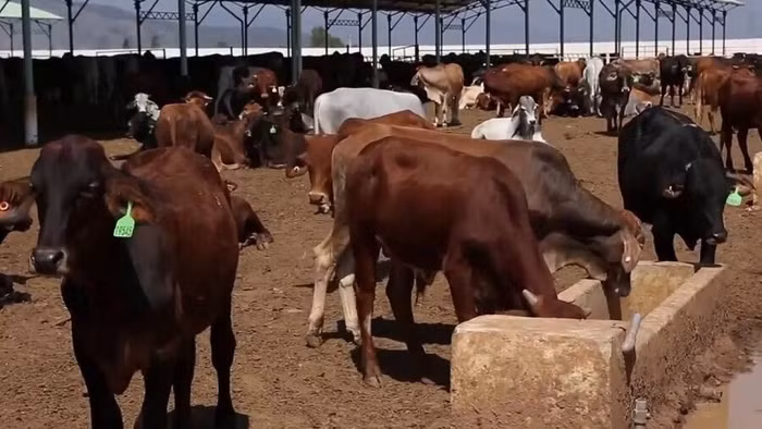 Công ty nông nghiệp của bầu Đức giảm hơn 800 tỷ đồng doanh thu trong quý 1/2017