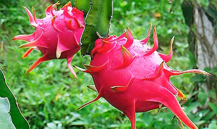 Thanh long vẫn cần giấy Chứng nhận ATTP khi xuất khẩu vào EU