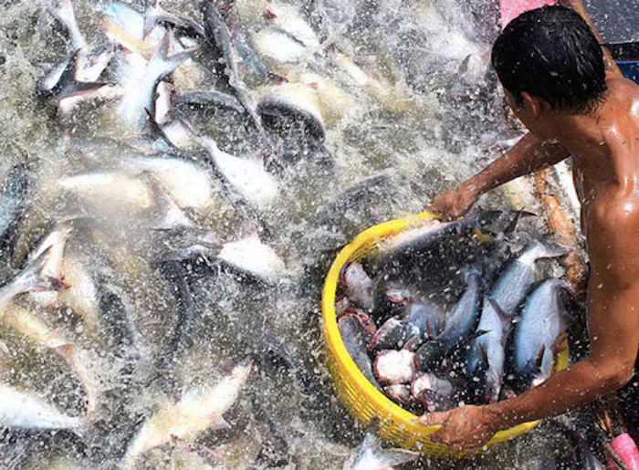 Tổng cục thủy sản đang chống lệnh Phó thủ tướng Trịnh Đình Dũng?