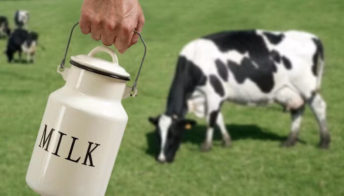 Mập mờ đánh lận “sữa tươi”: Cần Quy chuẩn quốc gia về sữa tươi nguyên liệu