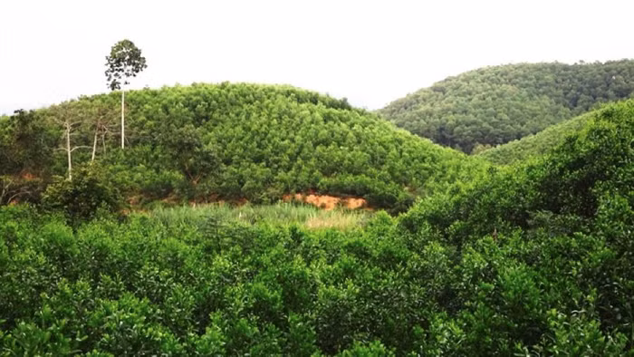 Năm 2020, ngành lâm nghiệp đặt mục tiêu xuất khẩu đạt trên 12,5 tỷ USD