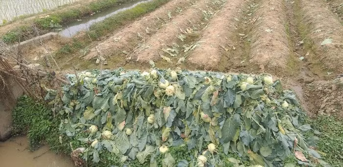 Su hào và những hoa màu khác của người nông dân không thể thu hoạch vì dịch chất đầy ngoài đồng là những thiệt hại khiến bất kỳ ai cũng đều thấy xót xa