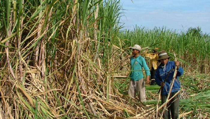 Ngành mía đường chao đảo vì hàng loạt khó khăn