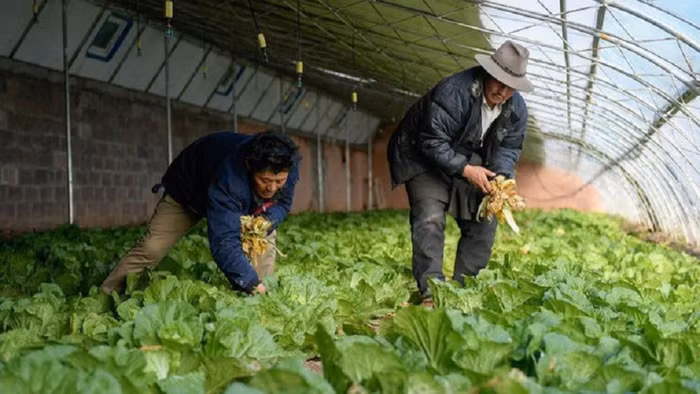 Chỉ bán rau, start-up Trung Quốc được định giá 2,8 tỷ USD