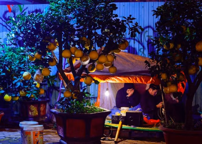 Tê cóng trong đêm Hà Nội lạnh dưới 10 độ C trông cây cảnh Tết
