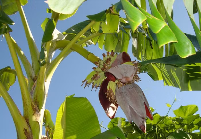 Lá chuối Việt Nam được rao bán tại Nhật giá 500.000 đồng/chiếc