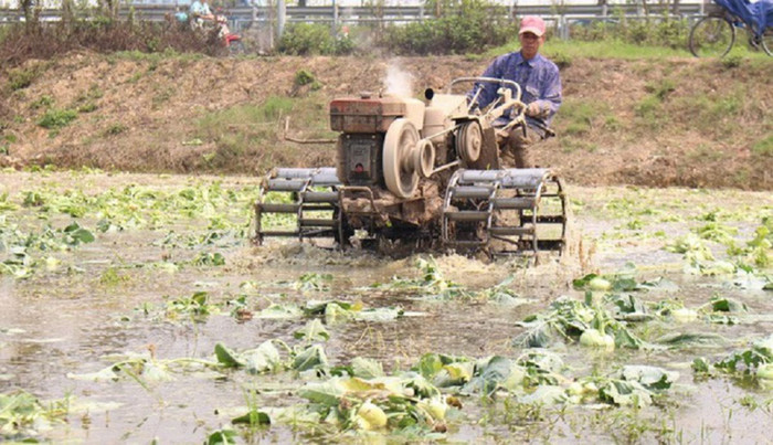 Bộ Nông nghiệp kêu gọi giải cứu su hào, củ cải