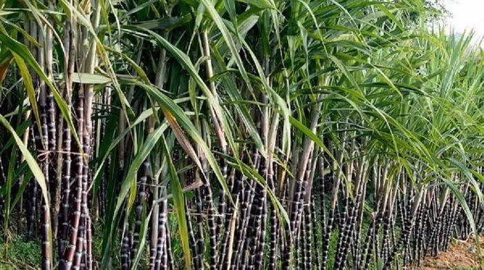 TTC Sugar được quỹ đầu tư nước ngoài rót 28 triệu USD