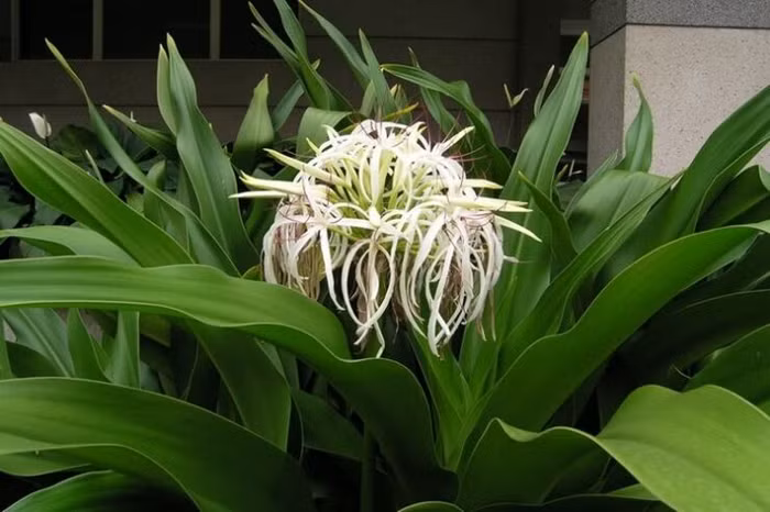 Các liệu pháp thiên nhiên góp phần bảo vệ tuyến tiền liệt ảnh 1