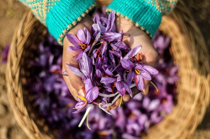 Quá trình làm ra nhụy hoa nghệ tây Saffron rất công phu Quá trình làm ra nhụy hoa nghệ tây Saffron rất công phu